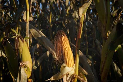 Ripe ear of corn 库存照片