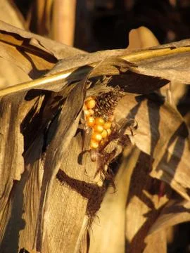 Ripe ear of corn at sunset Stock Photos