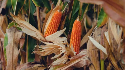 Ripe ear of maize corn on stalk sways in the breeze Stock Footage 304314884