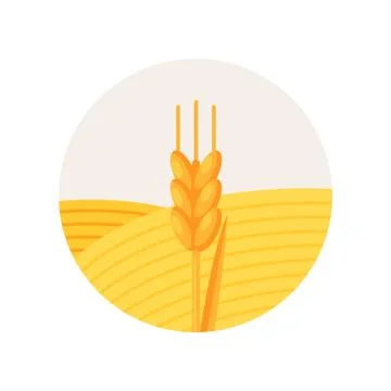 Ripe ear of wheat, stage of bread production process on a white background Stock Illustration