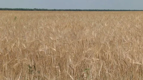 Ripe ears of barley swaying in the wind Stock Footage 99266972