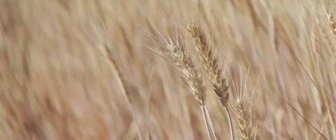 Ripe ears of common wheat anamorphic 5.7K close-up video Stock Footage 314148035