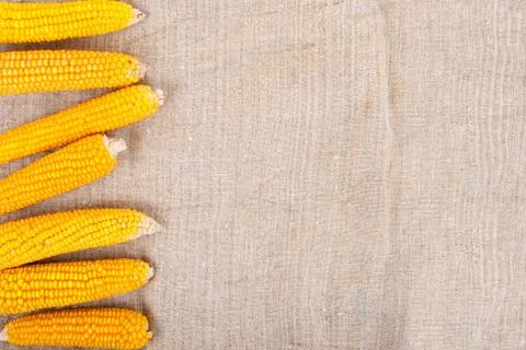 Ripe ears of corn on a background of burlap Stock Photos