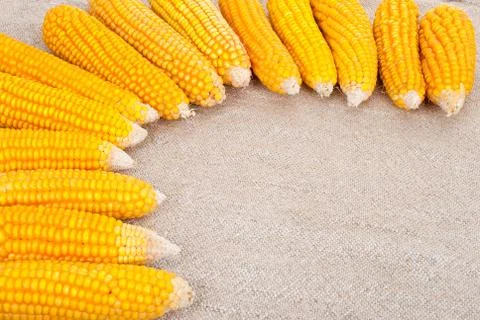 Ripe ears of corn on a background of burlap Stock Photos