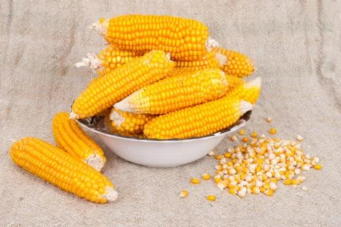 Ripe ears of corn on a background of burlap Stock Photos
