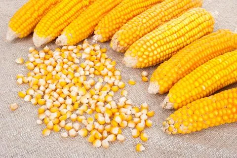 Ripe ears of corn on a background of burlap Stock Photos