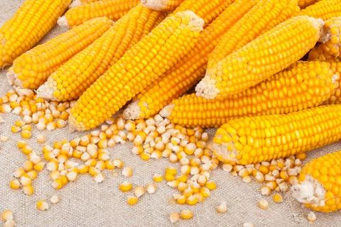 Ripe ears of corn on a background of burlap Stock Photos