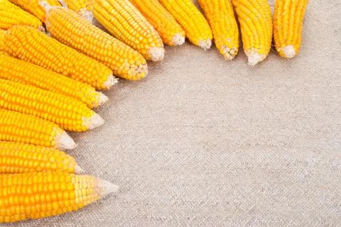 Ripe ears of corn on a background of burlap Stock Photos