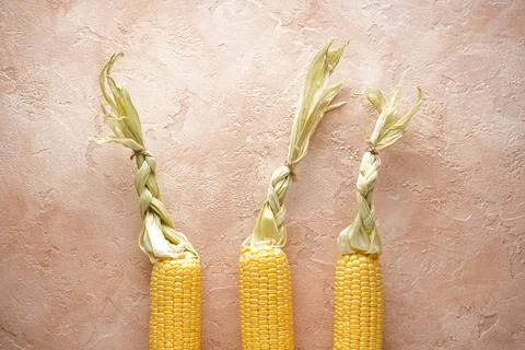Ripe ears of corn on a beige background, flat lay. Stock Photos
