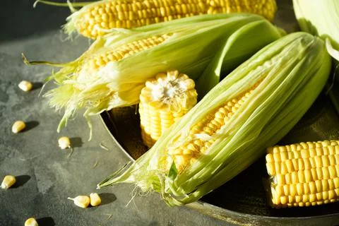 Ripe ears of corn in a copper tray on a gray background. Stock Photos