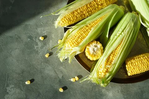 Ripe ears of corn in a copper tray on a gray background. Flat lay. Stock Photos