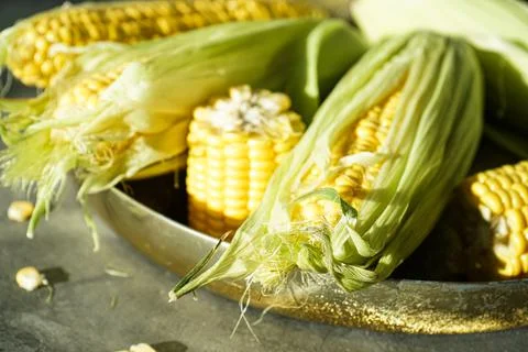 Ripe ears of corn in a copper tray on a gray background. Close-up. Stock-Fotos