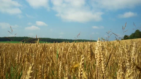 Ripe ears of corn in the field. Video stock 157266107