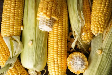 Ripe ears of corn, flat lay. Close-up. Stock Photos