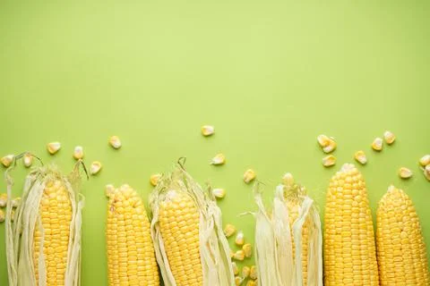 Ripe ears of corn on a green background, place for text. Top view. Stock Photos