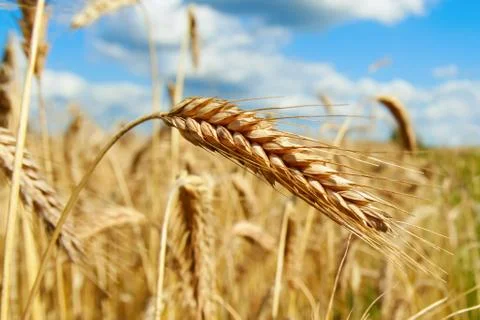 Ripe ears of corn Stock Photos