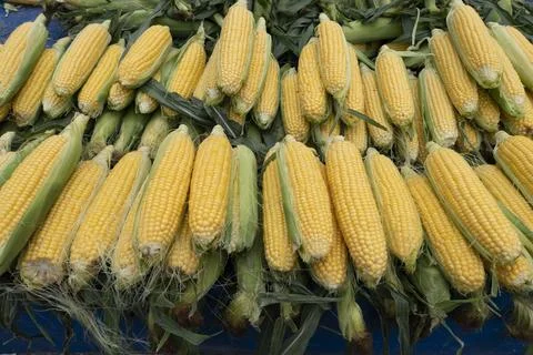 Ripe ears of corn Stock Photos