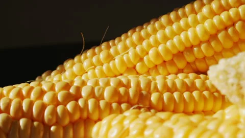 Ripe ears of corn. Shot slide from left to right Stock-Footage 139799995