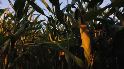 Ripe ears of corn swaying in wind, illuminated by rays of evening sun Stock Footage 162116130