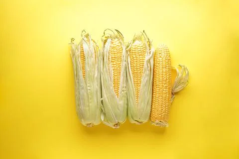 Ripe ears of corn on a yellow background, top view. Foto stock