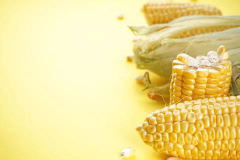 Ripe ears of corn on a yellow background, space for text. Stock Photos