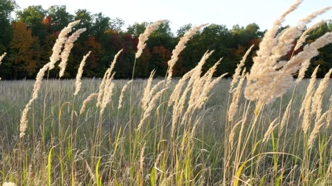 Ripe ears ears swing in the wind on an autumn sunny evening. Stock Footage 290242109