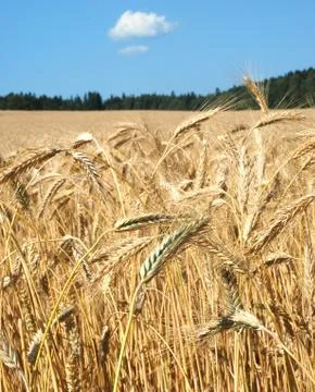 Ripe ears of grain Stock Photos