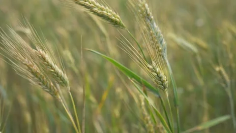 Ripe ears of meadow wheat field. Ears of green wheat close up Video stock 296086698