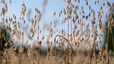 Ripe ears of oat crops in a grain field Stock Footage