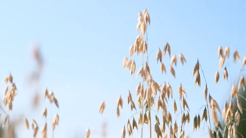 Ripe ears of oat in a grain field waving in a soft wind 库存影片 167647754