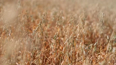 Ripe ears of oat in a grain field waving in a soft wind 库存影片 167647776