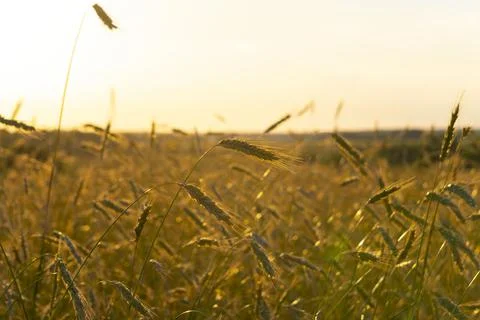 Ripe ears of rye at sunset Stock Photos