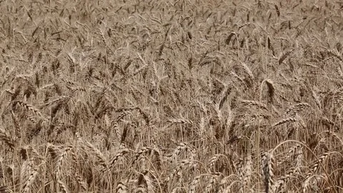 Ripe ears of rye sway in the wind Video stock 77787780