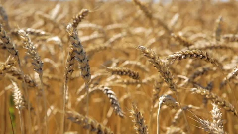 Ripe ears of wheat. close up. Video stock 102174554