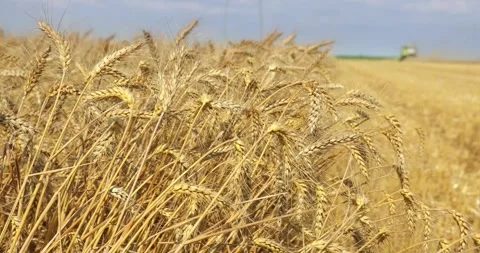 Ripe ears of wheat dance in the wind and combine harvester working Video stock 271349723