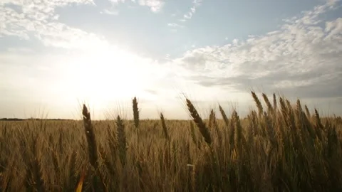 Ripe ears of wheat on the field during sunset Stock-Footage 133182134