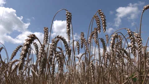 Ripe ears of wheat in field during harvest close up. Stock Footage 290066731
