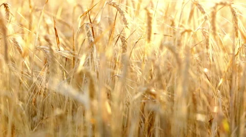 Ripe ears of wheat in the field wave on a wind Stock Footage 43202400