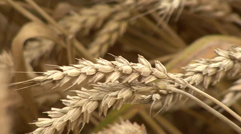 Ripe ears of wheat Stock-Footage 39660260