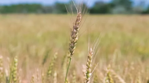 Ripe ears of wheat Stock Footage 51130330