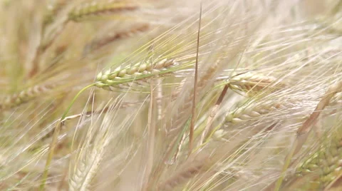 Ripe ears of wheat Stock Footage 51131209