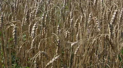 Ripe ears of wheat Stock Footage 52538052
