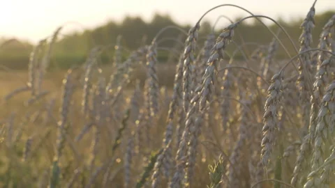 Ripe ears of wheat Stock Footage 158562288