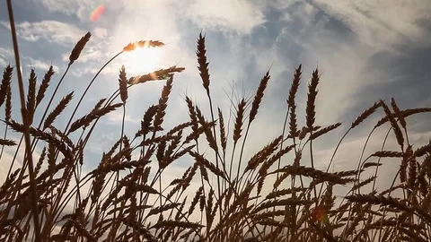 Ripe ears of wheat. Golden Field. Vintage Stockbeeldmateriaal 72985484