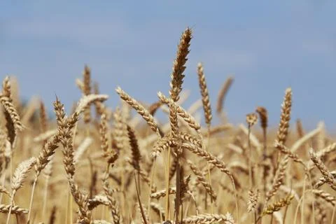 Ripe ears of wheat Stock-Fotos
