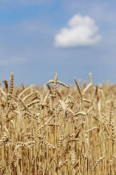 Ripe ears of wheat 库存照片
