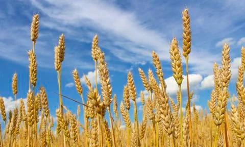 Ripe ears of wheat Stock Photos