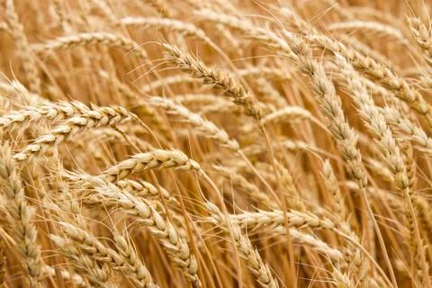 Ripe ears of wheat Stock Photos