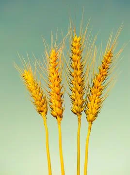 Ripe ears of wheat Stock Photos
