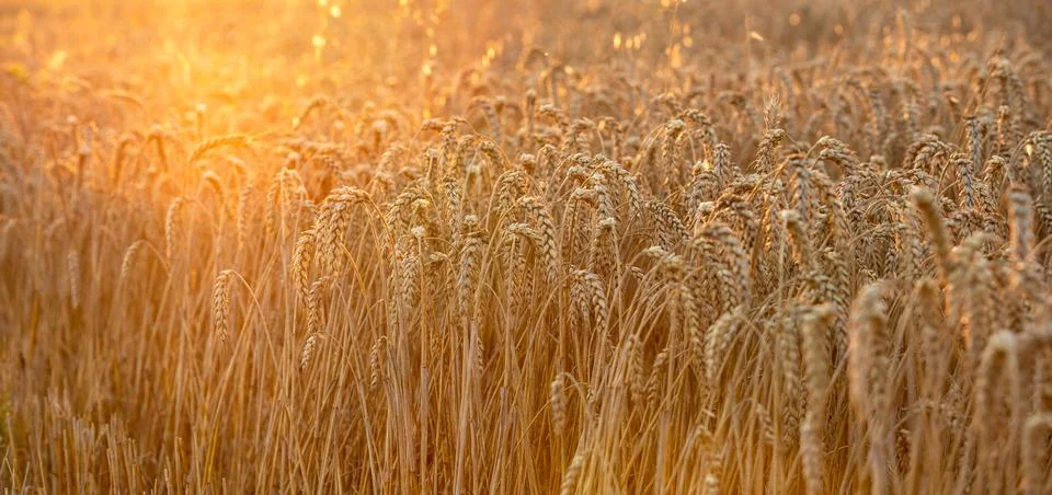 Ripe ears of wheat in the rays of the setting sun, banner Stock-Fotos